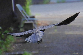 Fri, 7/15/2022 Birding report at 大阪女子大大仙学舎跡