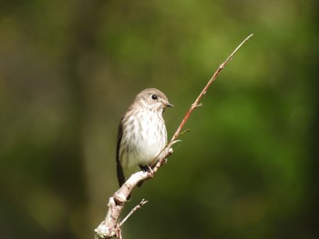 Grey-streaked Flycatcher 御胎内清宏園 Sat, 10/8/2022