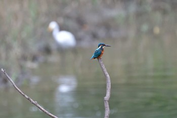 カワセミ 長浜公園 2022年10月9日(日)