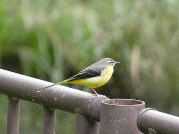 2022年10月9日(日) 調布市仙川の野鳥観察記録