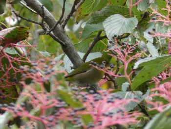 メジロ 東京都立桜ヶ丘公園(聖蹟桜ヶ丘) 2022年10月9日(日)