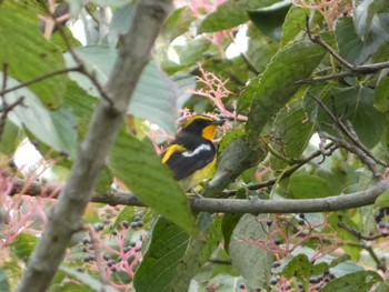 2022年10月9日(日) 東京都立桜ヶ丘公園(聖蹟桜ヶ丘)の野鳥観察記録