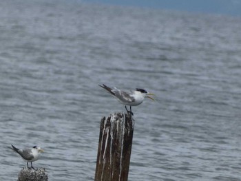 2022年10月3日(月) 馬草海岸の野鳥観察記録