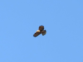 Eastern Buzzard 栃木県　みかも山 Sat, 12/12/2015