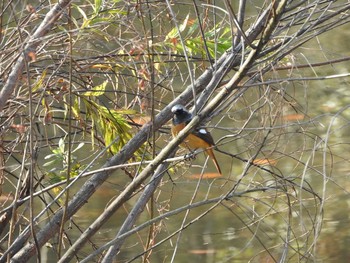 ジョウビタキ 栃木県　みかも山 2015年12月12日(土)