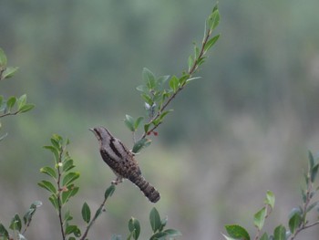 Eurasian Wryneck 埼玉県さいたま市 Mon, 10/10/2022