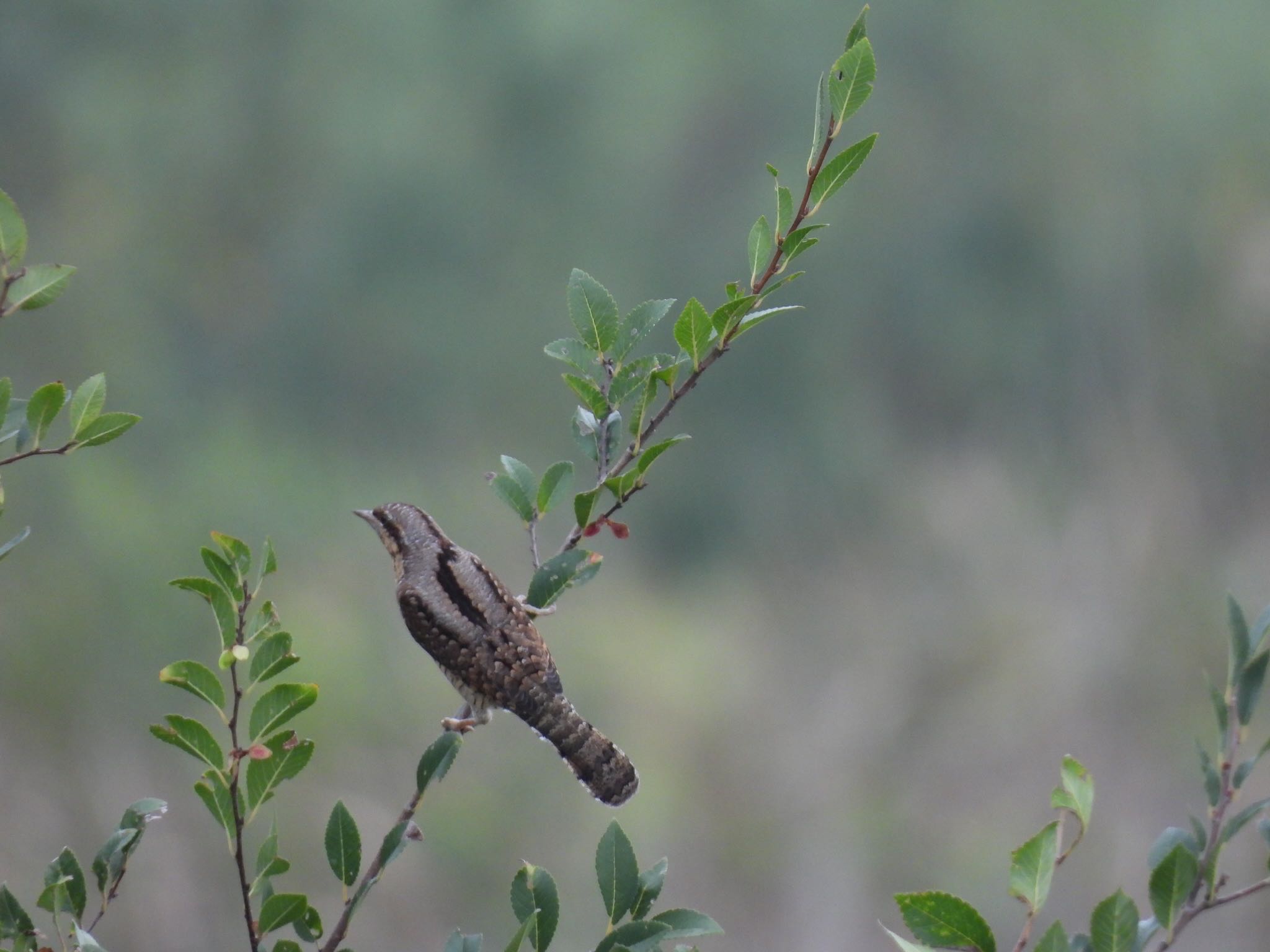 Photo of Eurasian Wryneck at 埼玉県さいたま市 by 鳥散歩