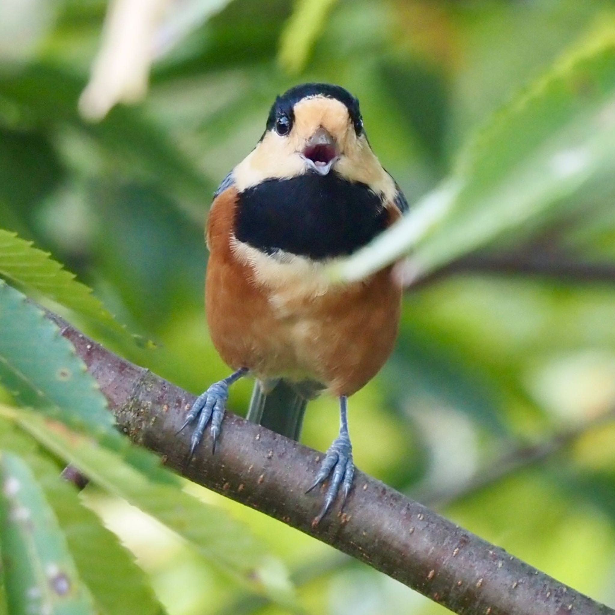 Photo of Varied Tit at 奈良市 by みーちゃん