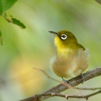 Warbling White-eye 奈良市 Sun, 9/18/2022