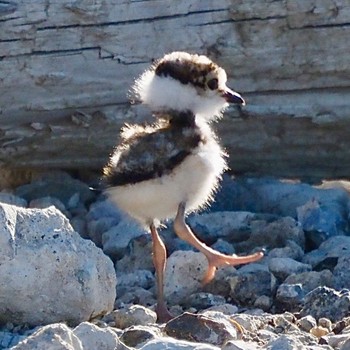 Little Ringed Plover 奈良市 Wed, 6/29/2022