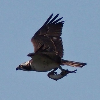 ミサゴ 大阪南港野鳥園 2022年10月2日(日)