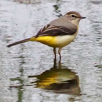 Grey Wagtail 平城宮跡 Wed, 10/5/2022