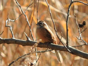 Meadow Bunting 栃木県　みかも山 Sat, 12/12/2015