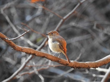 Daurian Redstart 栃木県　みかも山 Sat, 12/12/2015