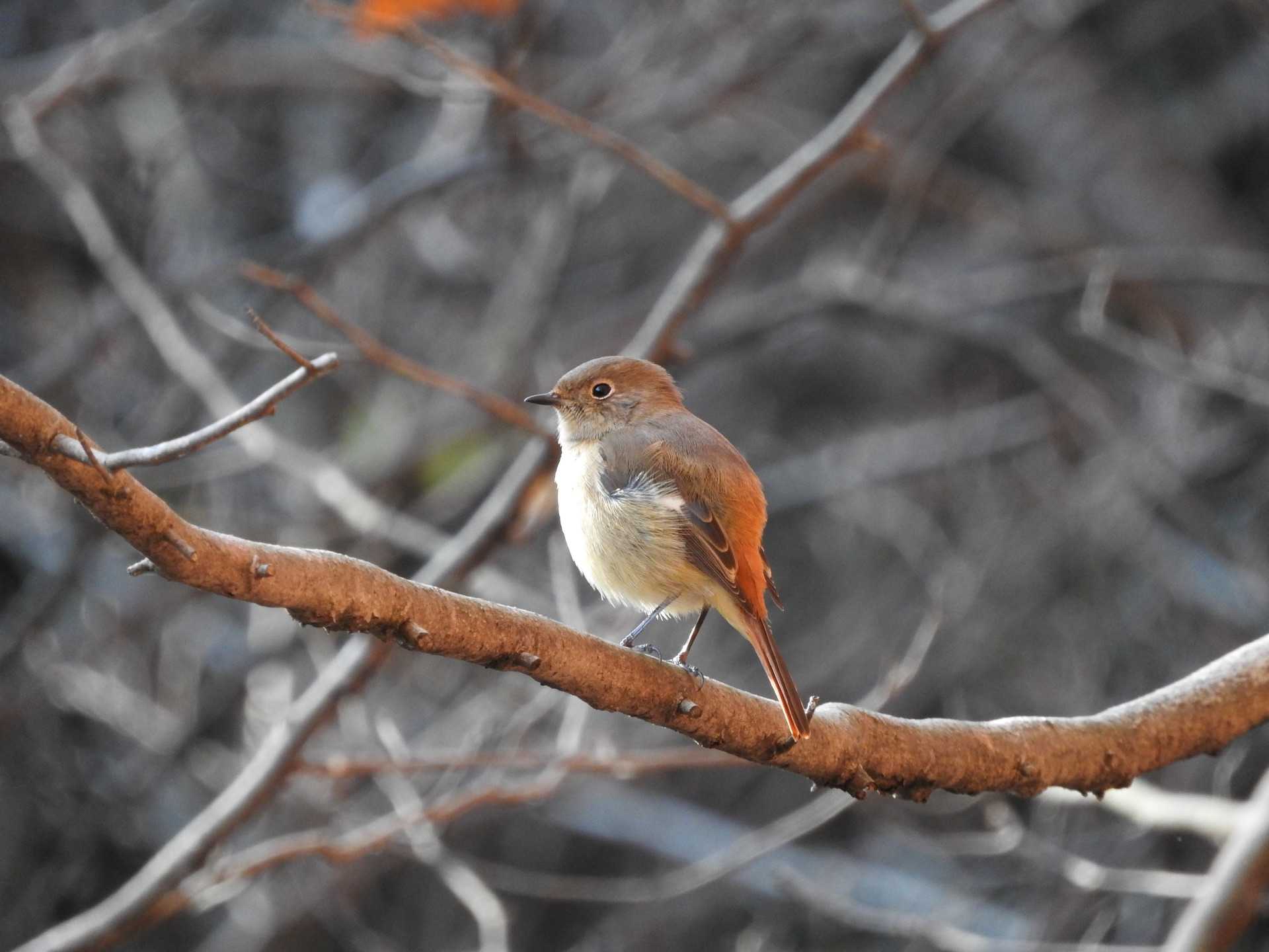 Daurian Redstart