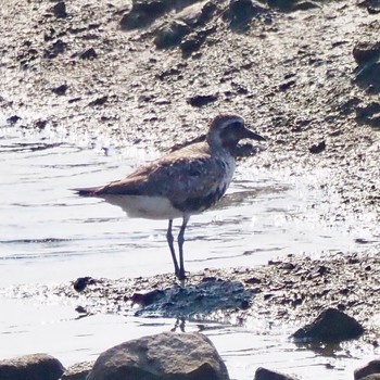 ダイゼン 大阪南港野鳥園 撮影日未設定