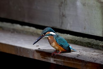 Common Kingfisher Maioka Park Mon, 10/10/2022