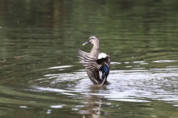 Eastern Spot-billed Duck Maioka Park Mon, 10/10/2022