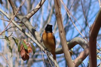 2022年3月27日(日) 京都府立植物園の野鳥観察記録