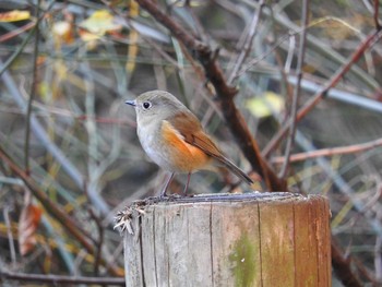 Red-flanked Bluetail 栃木県　みかも山 Sat, 12/12/2015