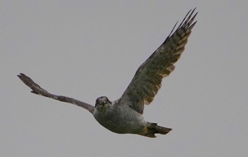 2022年10月10日(月) 万代池の野鳥観察記録