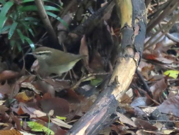 2022年10月10日(月) 鶴舞公園(名古屋)の野鳥観察記録