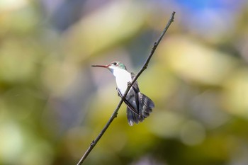 White-bellied Emerald Vigia Chico(Mexico) Tue, 1/9/2018