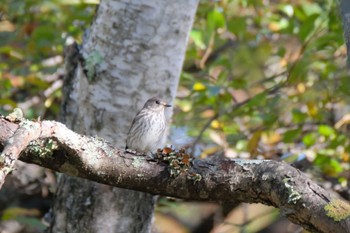 Grey-streaked Flycatcher Senjogahara Marshland Sun, 10/2/2022