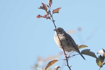 Chestnut-eared Bunting Senjogahara Marshland Sun, 10/2/2022