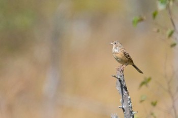 Chestnut-eared Bunting Senjogahara Marshland Sun, 10/2/2022