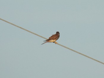 2022年10月10日(月) 多摩川の野鳥観察記録