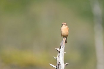 Amur Stonechat Senjogahara Marshland Sun, 10/2/2022