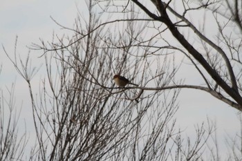 2018年2月10日(土) 小貝川の野鳥観察記録