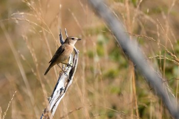 Amur Stonechat Senjogahara Marshland Sun, 10/2/2022