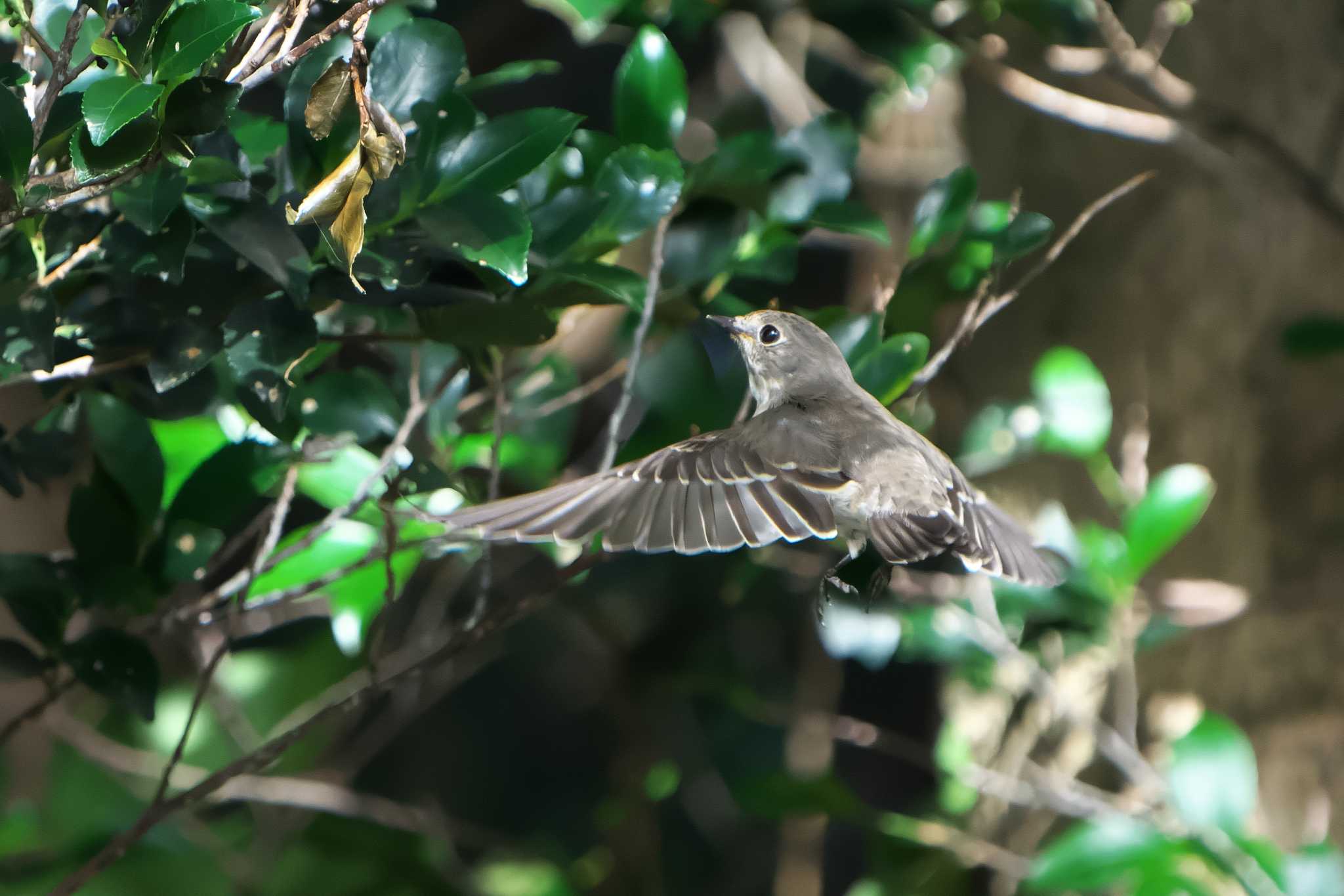 Photo of Grey-streaked Flycatcher at 神戸市西区 by 禽好き