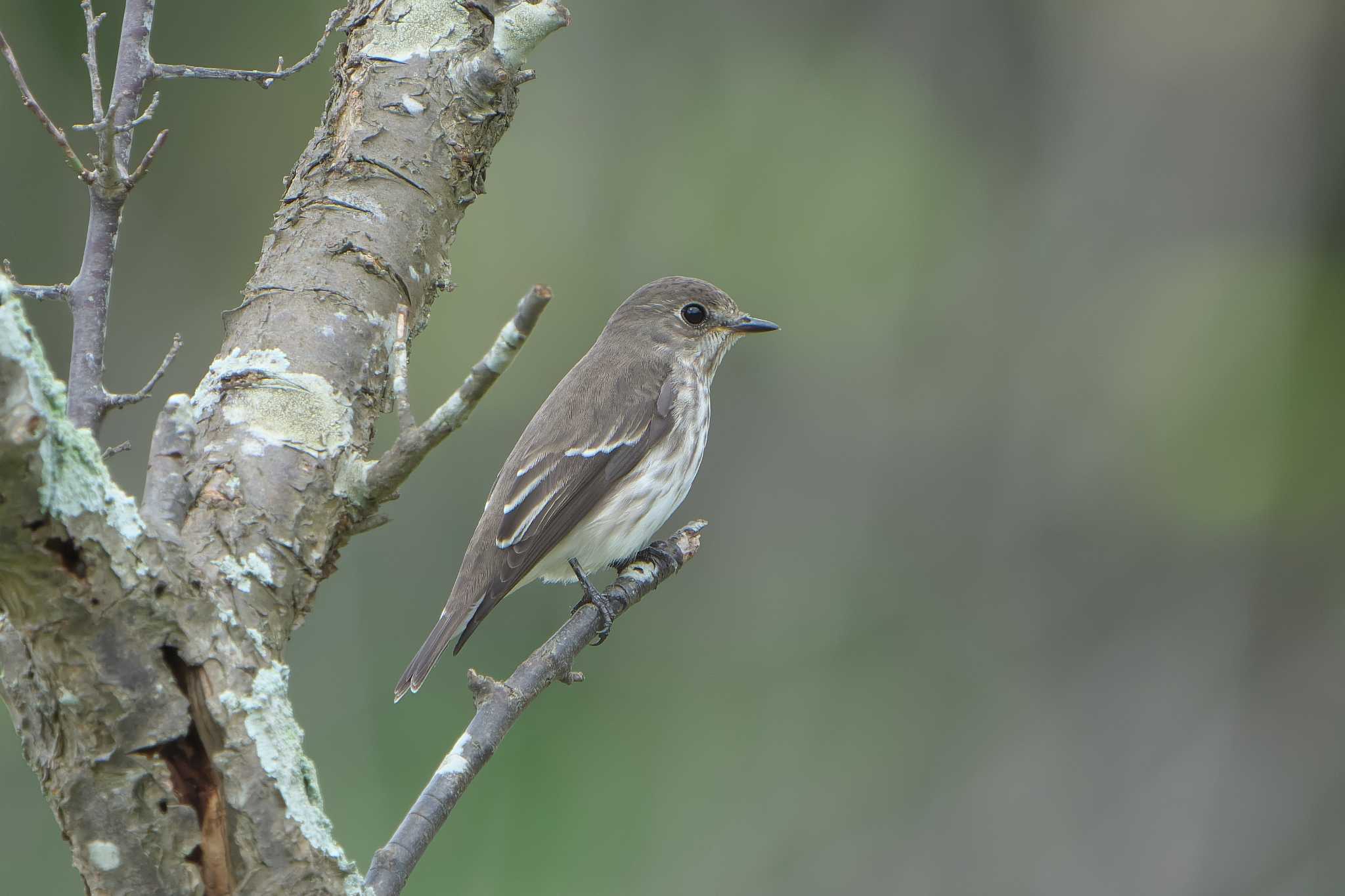 Photo of Grey-streaked Flycatcher at 神戸市西区 by 禽好き