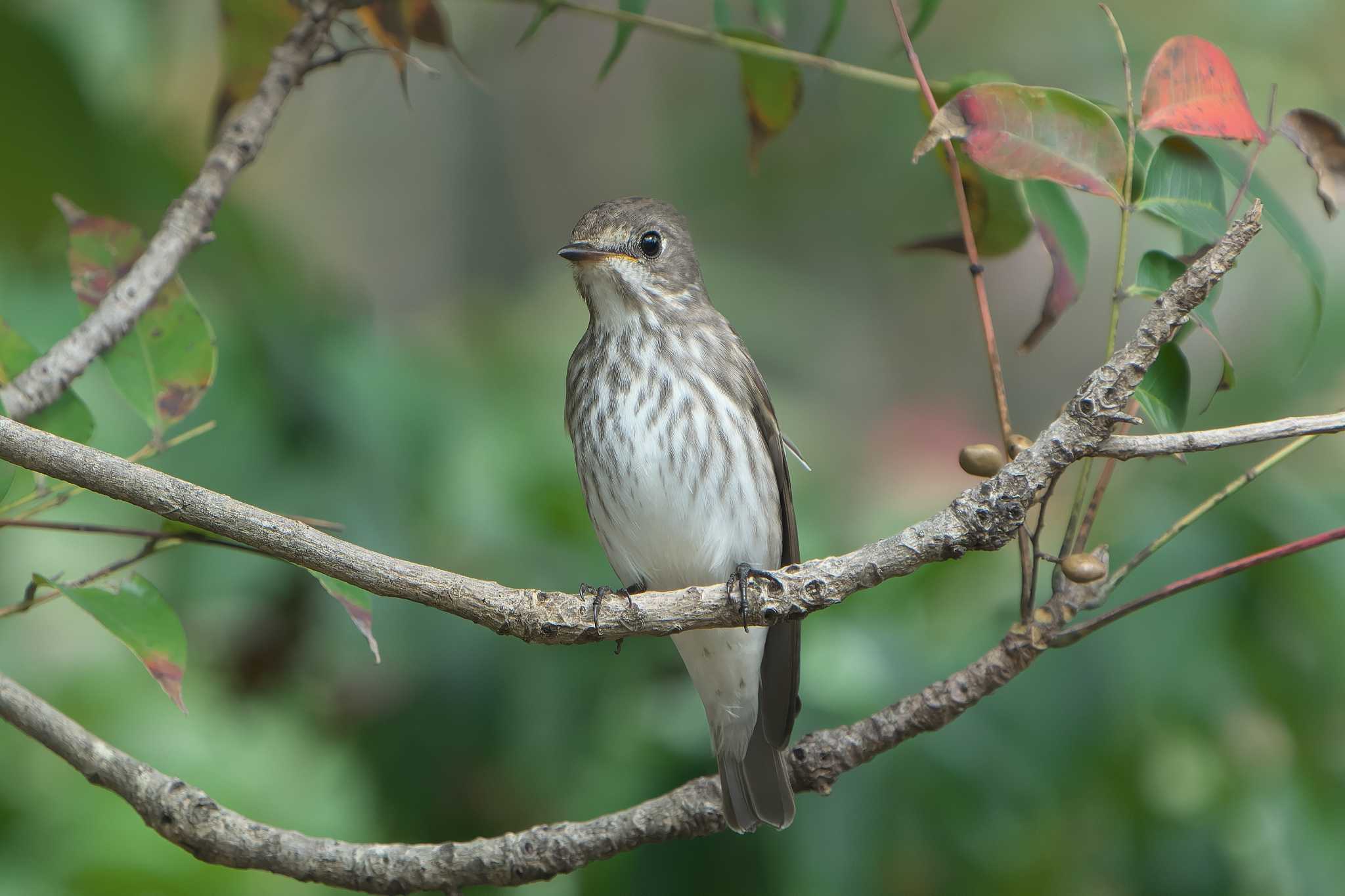 Photo of Grey-streaked Flycatcher at 神戸市西区 by 禽好き