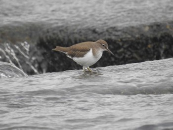 2022年10月10日(月) 多摩川二ヶ領宿河原堰の野鳥観察記録