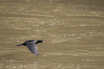 Sun, 2/11/2018 Birding report at 武田尾