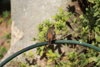 Sun, 2/11/2018 Birding report at Osaka castle park