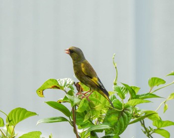 カワラヒワ 場所が不明 2022年6月25日(土)