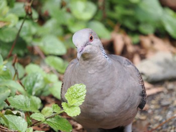 2022年10月10日(月) 葛西臨海公園の野鳥観察記録