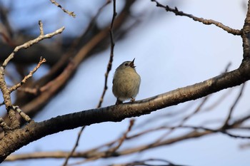 キクイタダキ 大阪城公園 2018年2月11日(日)