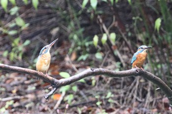 Common Kingfisher 堺市内 Mon, 10/10/2022