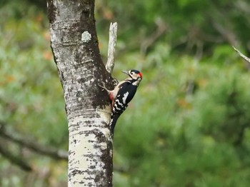 Great Spotted Woodpecker 紀の川市 Sun, 10/9/2022