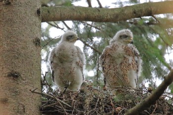 Eurasian Goshawk 北海道美瑛町 Wed, 6/22/2022