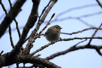 キクイタダキ 大阪城公園 2018年2月11日(日)