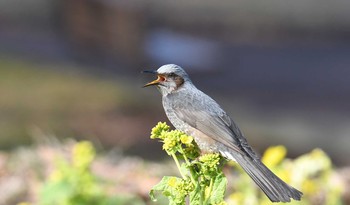 ヒヨドリ 砧公園 2018年2月11日(日)