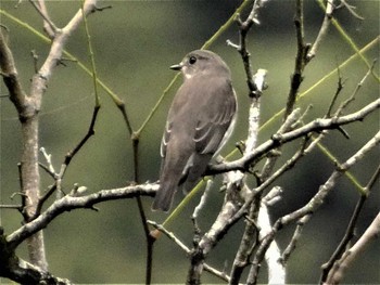 2022年10月9日(日) 丹沢湖の野鳥観察記録