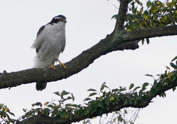 オオタカ 秋ヶ瀬公園付近 2022年10月9日(日)